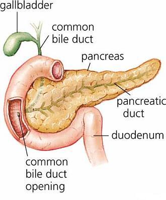 pancreas - pancreas joins intestine