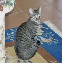 cats - i downloaded this from a site for my baby when he was i yr old to show acat's picture.