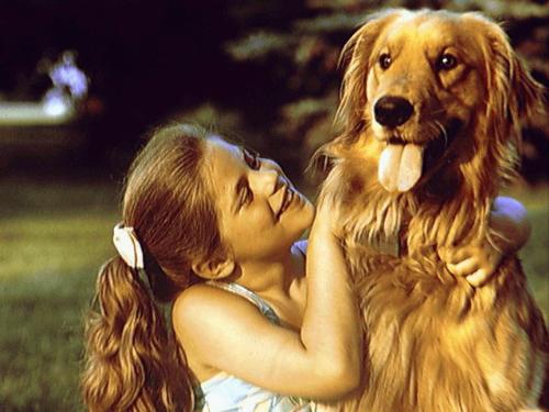 Kids love pets - Girl with golden retriever dog