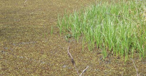 Grass growing in the water - A picture of some grass growing in the water.