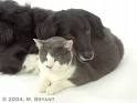 Dogs and cats - I'm sleppy... me to!