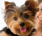 Yorkshire Terriers - cute yorkie pup
