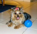 Yorkshire Terriers - yorkie
