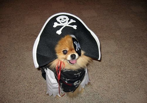 doggie pirate