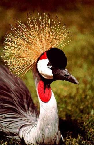 A very beautifull bird - God is great to have created such things..