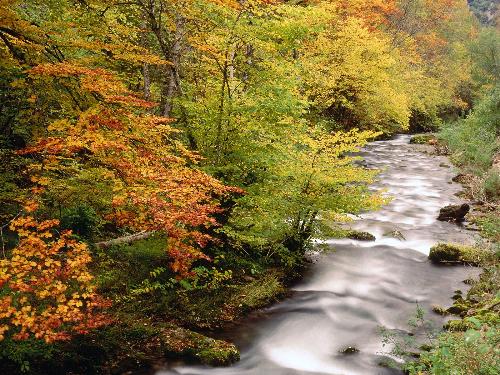 trees - beech trees along Silencia river,Somiedo natural park,Asturius,Spain