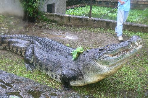 lapu lapu the 2nd largest crocodile of the philipp - at crocolandia talisay city cebu.