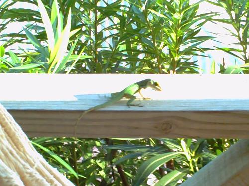 Lizard - Our little friendly lizard that kept on coming to our room at the cocobay hotel in Antigua