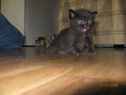 Nila - Baby kitten abandoned by it's mother at about 3 weeks maybe 4. It was hand fed from bottle for about three more weeks.
