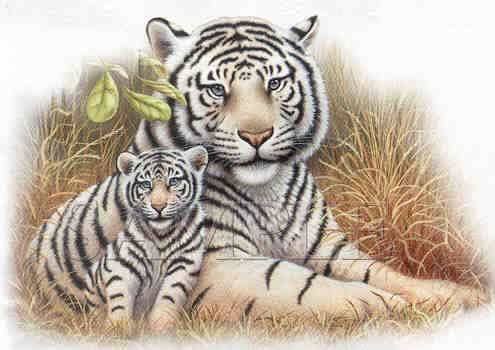 white tiger - white tiger awesome