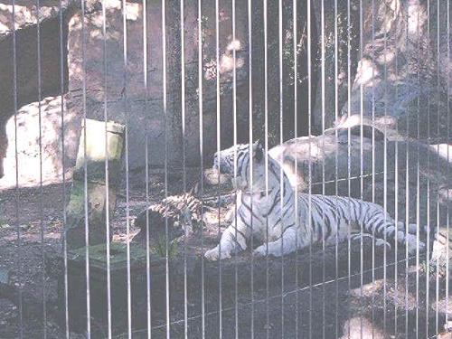 white tiger - white tiger awesome