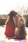 the biggest dog - It's said that it is the biggest in the world