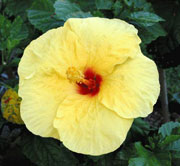State Flower - In Hawaiian it is called Pua Aloalo