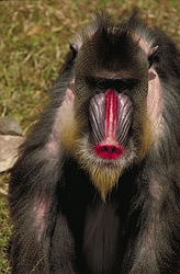 Monkeys - Mandrill