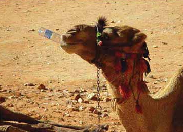 Water - A camel is quenching its thirst in a desert in India