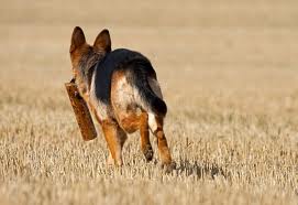 German shepherd - A beautiful breed