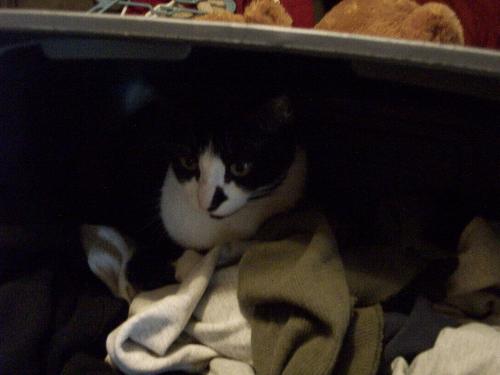 Jazzy - She loves to curl up in clean laundry...but what cat doesn't? She tipped the laundry tub over and just curled up. Was searching the house for her, guess it's also her favorite hiding spot too.