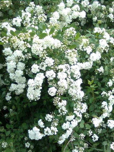 White Wild Flowers - These are some of the most common flowers we get here from april or may, way up to september or octomber (depending on the weather).