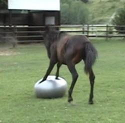 Time for my exercises! - This horse is playing with this ball. It looks like he is doing some push ups! Funny!