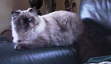 Himalayan - They are beautiful cats!