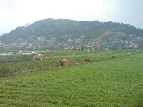 Bagiuo City, Philippines - This place is the strawberry farm of bagiuo city, philippines