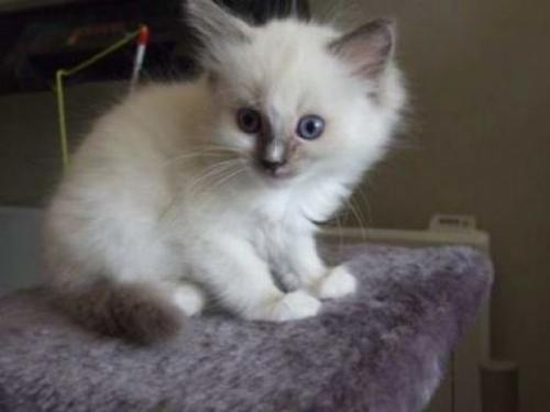 cats - i love taking care of cats