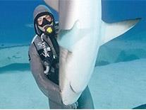 Hypnotized - A driver has put a shark into a hypnotic state! Not sure how it is done but it is incredible!