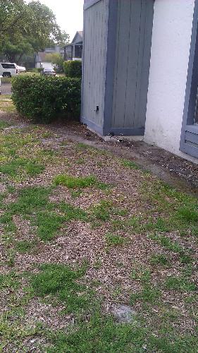 The yard - My big yard