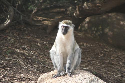 Monkey - Monkey at The Werribee Open Range Zoo, Werribee, Victoria Australia 2011