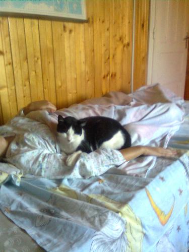 Who is sleepier - I do wonder who is more asleep - Sutzu the cat or my girlfriend.