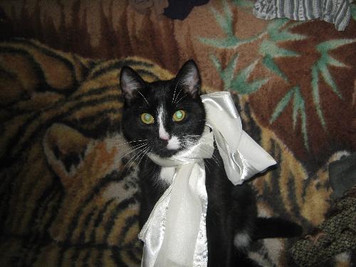 My cat Spice - It is Spice, one of my kittens. Unfortunately he disappeared. Maybe someone stole it. He was pretty. Black with a white spot on nose. It was very quiet and intelligent. He liked to lie on my belly when sleeping. And spun. Spin a lot. Seem a tractor