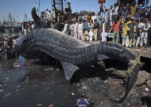 Gaint Whale Shark Washes ashore................... - Gaint Whale Shark Washes ashore...........