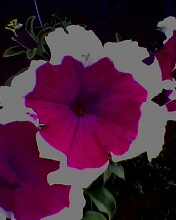 petunia - here is a sample of my ornamental plant