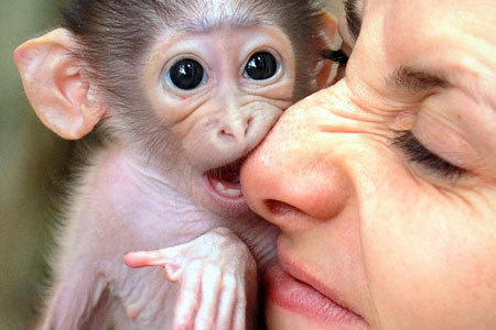 monkey - little monkey bite nose