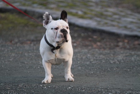 French bulldog - White French bulldog