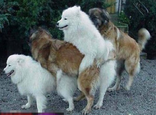 4 dogs are mating together!!!! - What a exciting scene, 4 dogs together?!! I wonder is there any female dog among them???  I think they are all male dogs...