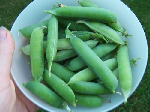 health - some peas I picked from my garden. they were so good!