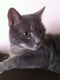 Minmin - My cat minmin.