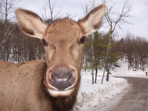 Deer - This is a deer at our car!