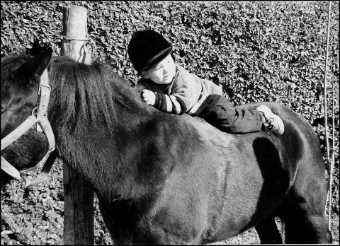 hanging on - A young boy on the back of a pony. I love seeing pictures of young children being introduced to animals of all kinds!