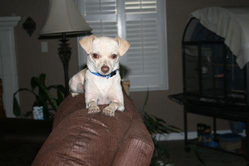 Tinkerbell - My foster dog, Tinkerbell