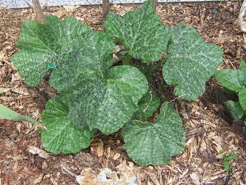 gardening - I'm growing squash for the first time this year.