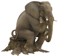 thinker - elephant thinker