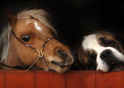 Saint Bernard and pony - Even dogs and ponies can be the best of friends like these two are!