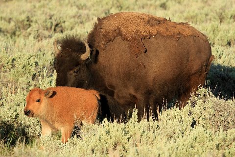 Cow and calf -  A mother Bison and her calf. Majestic animals!