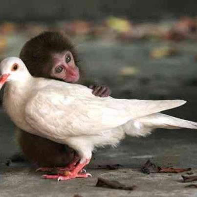 good relations - even animals are understand good relationship means
