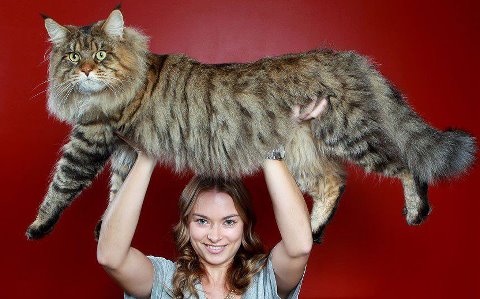 Big Kitty! - This is a Maine C**n! This breed of cat gets big like this one!