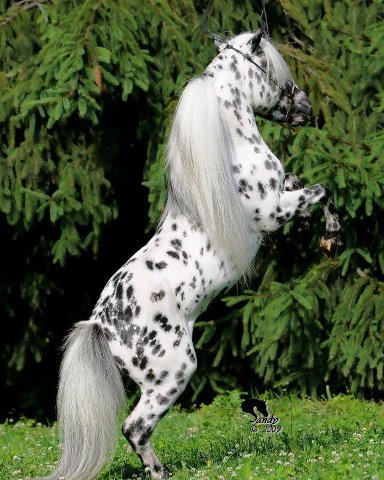 Mini Appalossa - This is Mini Appaloosa stallion. Mini's come in just about every horse colr there is.