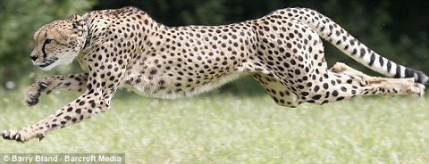 Cheetah - They are the world's fastest land animal.