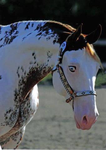 Paint - This paint has white around its eye which is called a 'watch eye'. Very pretty!